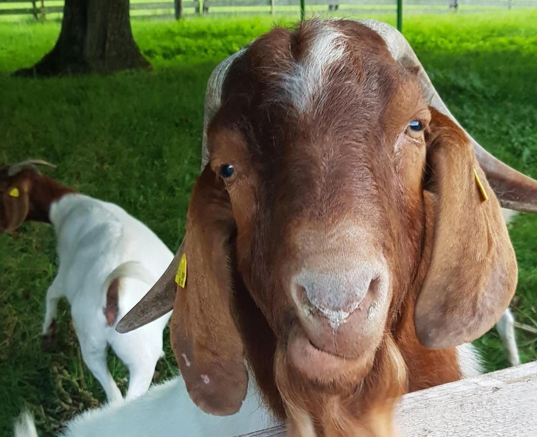 Micheldorf in Oberösterreich Hof Zur Steinwaend Bed & Breakfast エクステリア 写真
