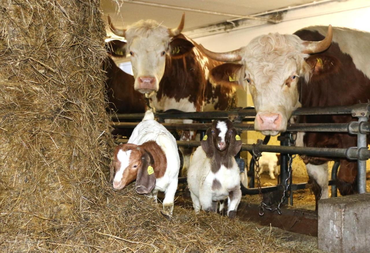 Micheldorf in Oberösterreich Hof Zur Steinwaend Bed & Breakfast エクステリア 写真
